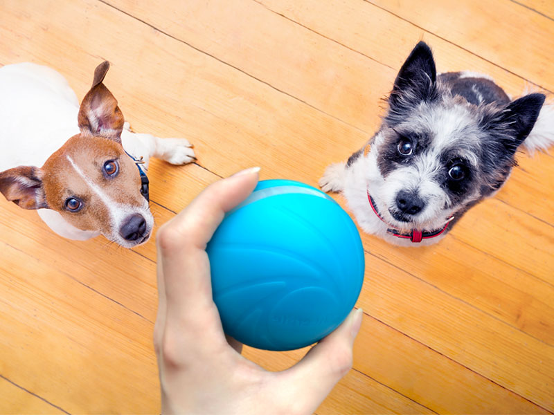 con chó thông minh quả bóng cổ vũ