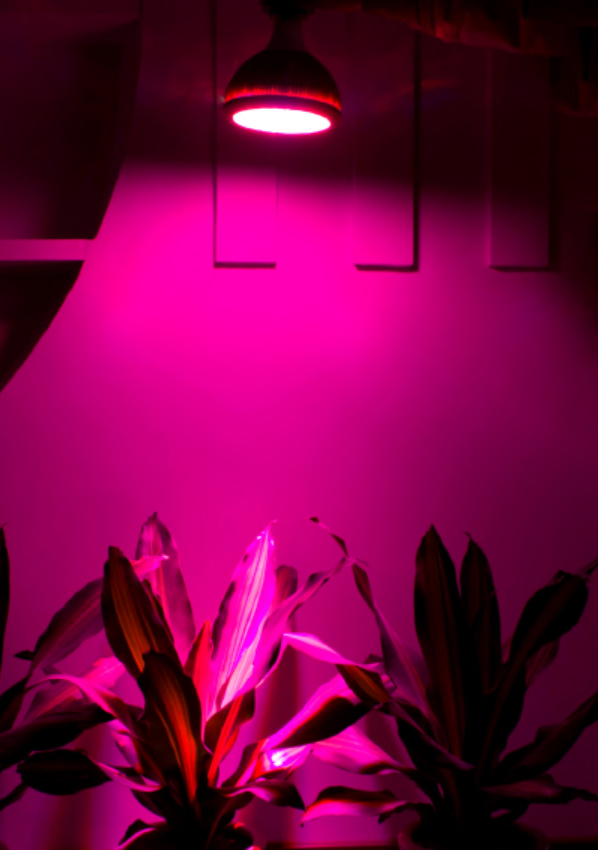 LED phát triển ánh sáng