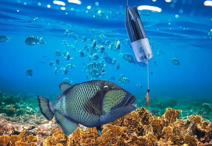 máy ảnh cá dưới nước